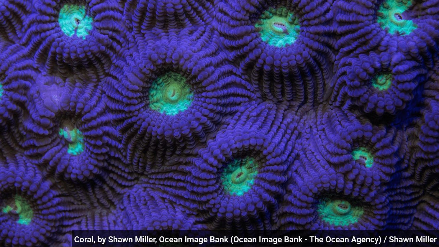 Conserver, utiliser et préserver l’Océan